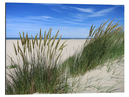 Aluminiumtavla Blooming beach grass in the dune