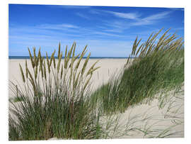 Foam board print Blooming beach grass in the dune