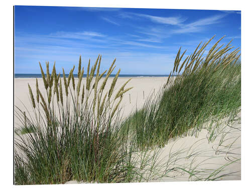 Gallery print Blooming beach grass in the dune