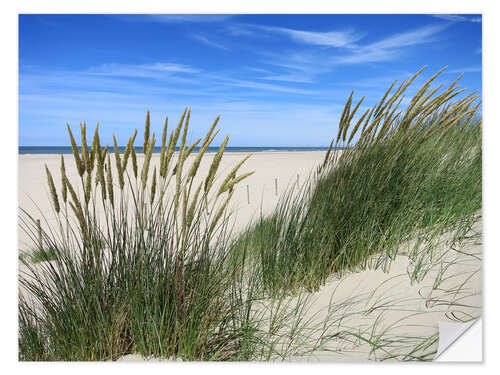 Vinilo para la pared Blooming beach grass in the dune