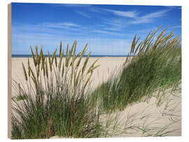 Obraz na drewnie Blooming beach grass in the dune