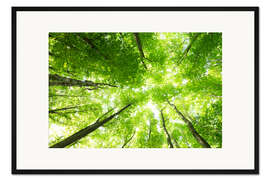 Gerahmter Kunstdruck Baumwipfel