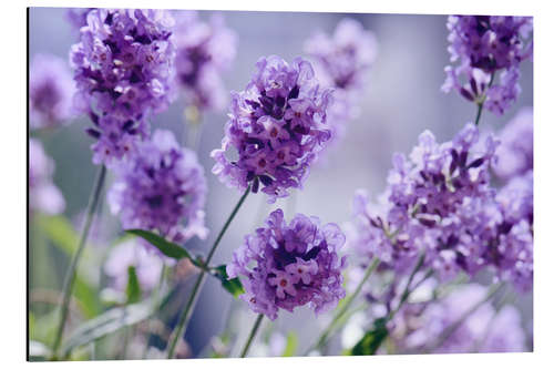 Aluminiumtavla Lavender scent IV