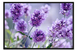 Gerahmter Kunstdruck Lavendelduft IV