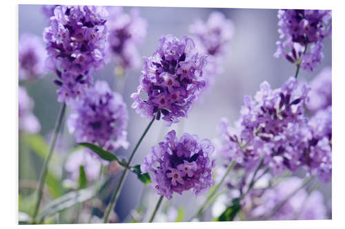 Tableau en PVC Lavender scent IV