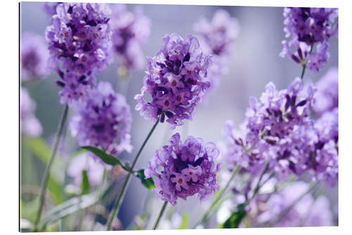 Gallery print Lavender scent IV