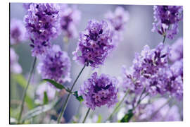 Magnettafel Lavendelduft IV