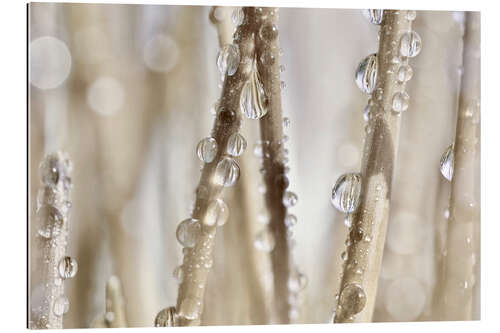 Galleritryk Drops of water on blades of grass I