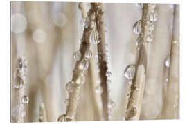 Galleritryk Drops of water on blades of grass I