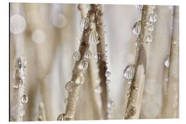 Magnettafel Wassertropfen an Grashalmen I