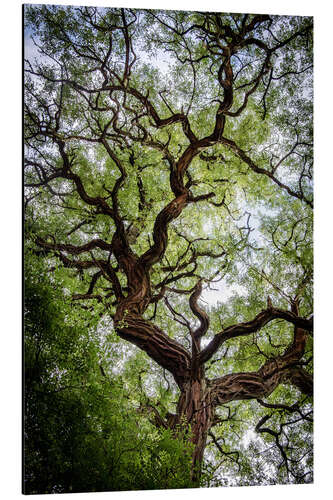 Aluminium print Old Tree