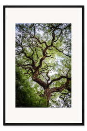 Gerahmter Kunstdruck Alter Baum