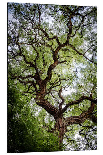 Tableau en plexi-alu Arbre ancien