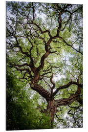 Magnettafel Alter Baum