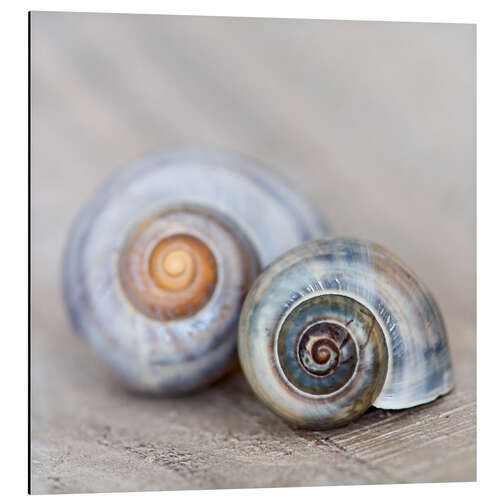 Tableau en aluminium Coquilles d'escargot III