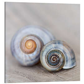 Aluminium print Snailshell III