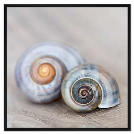 Gerahmter Kunstdruck Schneckenhaus III