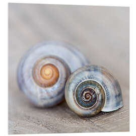 Stampa su PVC Snailshell III