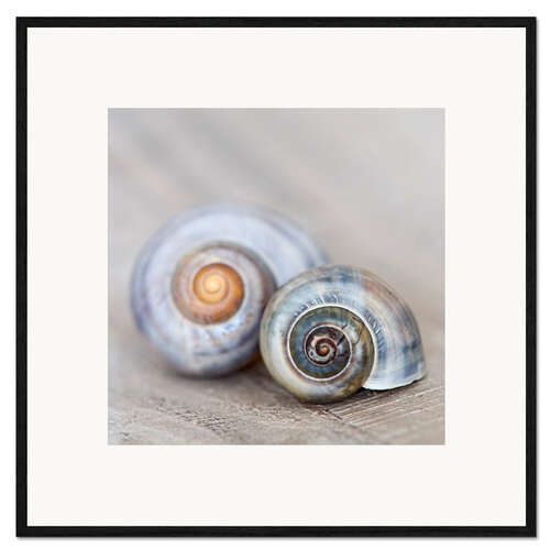 Impression artistique encadrée Coquilles d'escargot III