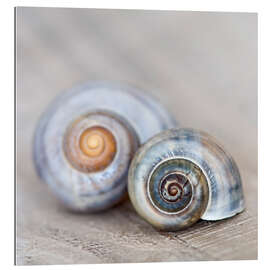 Gallery print Snailshell III