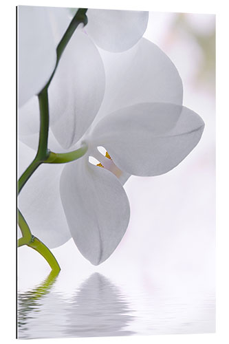 Galleritryk White Orchid, detail