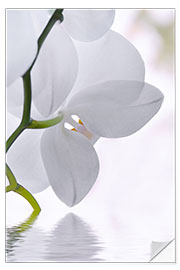 Selvklebende plakat White Orchid, detail