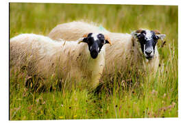 Aluminium print Scottish sheep