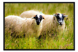 Gerahmter Kunstdruck Schottische Schafe