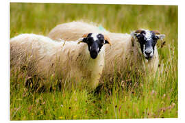 Foam board print Scottish sheep