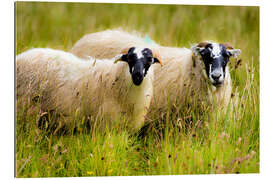 Tableau en plexi-alu Moutons écossais