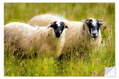 Selvklebende plakat Scottish sheep