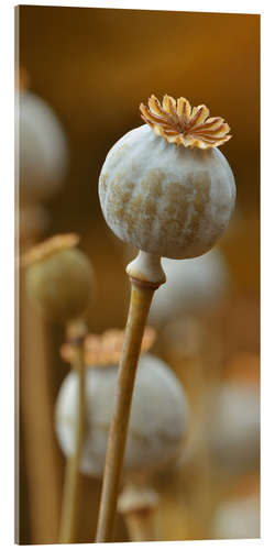 Acrylic print Poppy