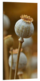 Aluminium print Poppy