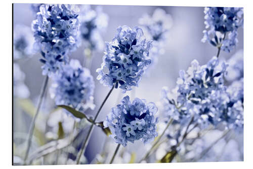 Aluminium print Lavender scent I