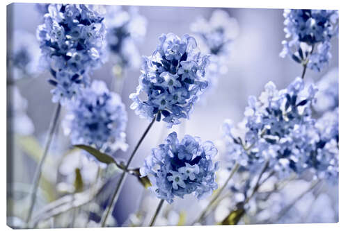 Stampa su tela Lavender scent I