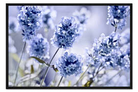 Gerahmter Kunstdruck Lavendelduft I