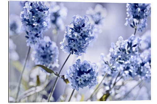 Galleriprint Lavender scent I