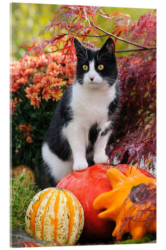 Acrylic print Tuxedo cat on colourful pumkins in a garden