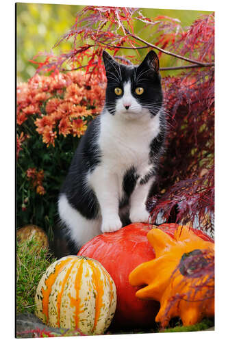 Aluminiumsbilde Tuxedo cat on colourful pumkins in a garden