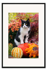 Gerahmter Kunstdruck Schwarz-weiße Katze steht auf Kürbis im Garten