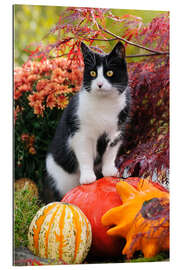 Quadro em plexi-alumínio Tuxedo cat on colourful pumkins in a garden