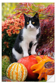 Naklejka na ścianę Tuxedo cat on colourful pumkins in a garden