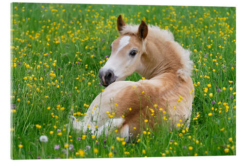 Obraz na szkle akrylowym Haflinger horse, a cute foal resting in a flowering meadow