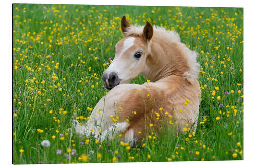 Alumiinitaulu Haflinger horse, a cute foal resting in a flowering meadow