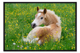 Gerahmter Kunstdruck Haflinger Fohlen liegt in einer Blumenwiese