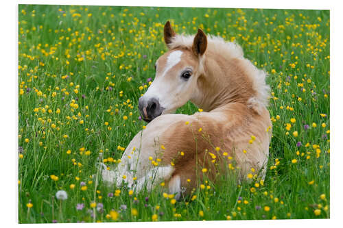 Hartschaumbild Haflinger Fohlen liegt in einer Blumenwiese