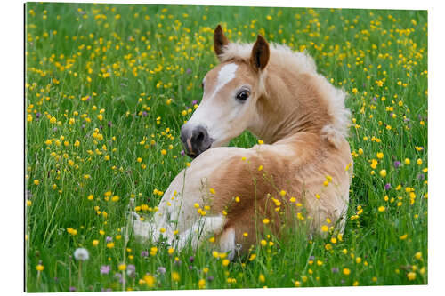 Quadro em plexi-alumínio Haflinger horse, a cute foal resting in a flowering meadow