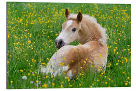 Magnettafel Haflinger Fohlen liegt in einer Blumenwiese