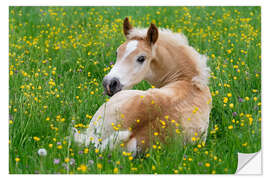 Sisustustarra Haflinger horse, a cute foal resting in a flowering meadow