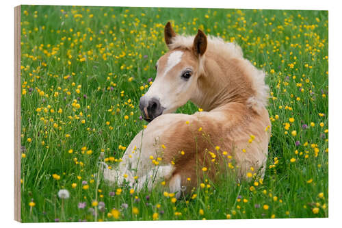 Wood print Haflinger horse, a cute foal resting in a flowering meadow